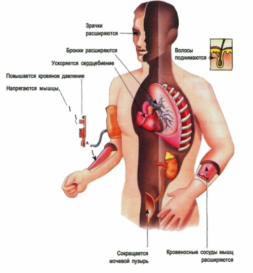 Фото: Роль адреналина в стрессовой реакции